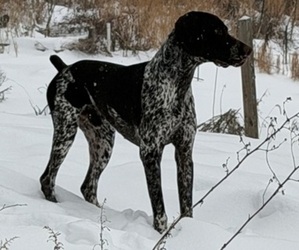 Father of the German Shorthaired Pointer puppies born on 08/23/2026