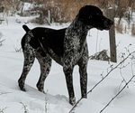 Small Photo #1 German Shorthaired Pointer Puppy For Sale in SHERMANS DALE, PA, USA