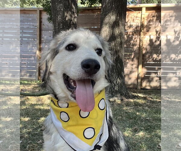 Medium Photo #4 Great Pyrenees Puppy For Sale in Spring, TX, USA