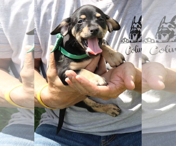 Medium Photo #1 Dachshund Puppy For Sale in Bandera, TX, USA