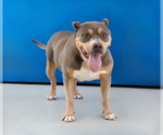 Small #1 Rottweiler Mix