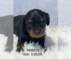Cavapoo (Toy) Puppy for sale in NILES, MI, USA