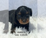Image preview for Ad Listing. Nickname: Amber