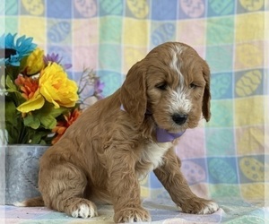 Goldendoodle Puppy for sale in LANCASTER, PA, USA