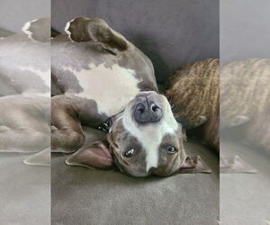 Scarlett (Country Siblings) - Female Labrador Retriever-Unknown Mix Dog for Adoption - Photo #3