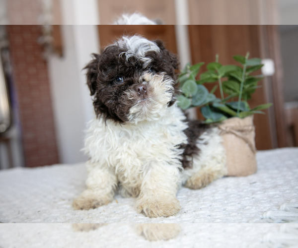 Medium Photo #2 ShihPoo Puppy For Sale in BERNE, IN, USA