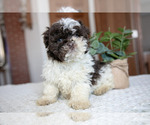 Small Photo #2 ShihPoo Puppy For Sale in BERNE, IN, USA