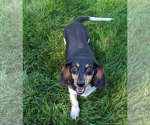 Medium Photo #2 Dachshund Puppy For Sale in Sioux Falls, SD, USA