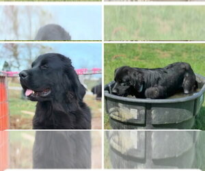 Mutt Dogs for adoption in Croydon, NH, USA