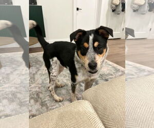 Mutt Dogs for adoption in Bandera, TX, USA