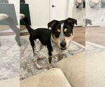 Small Mutt