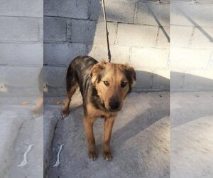 Labrador Retriever-Unknown Mix Dogs for adoption in Dana Point, CA, USA