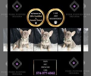 Medium French Bulldog