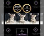 Puppy 9 French Bulldog