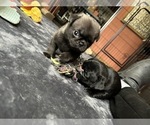 Small Photo #5 Pug Puppy For Sale in BLOOMINGTON, IL, USA