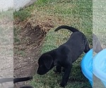 Small Photo #2 Labrador Retriever Puppy For Sale in SAN BERNARDINO, CA, USA