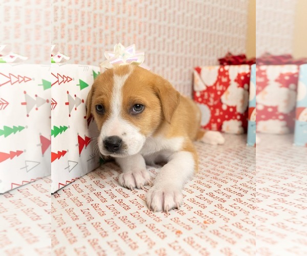 Medium Photo #2 Border-Aussie Puppy For Sale in MIDWAY, UT, USA