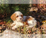 Small Photo #19 Cavapoo (Miniature)-Poodle (Standard) Mix Puppy For Sale in CAPAC, MI, USA