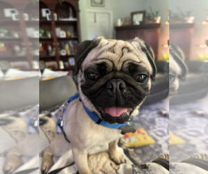 Pug Dogs for adoption in Elizabeth City, NC, USA