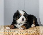 Small #4 Bernese Mountain Dog