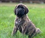 Puppy Wednesday Mastiff