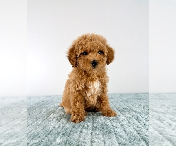 Medium Photo #5 Cavapoo (Miniature) Puppy For Sale in GREENFIELD, IN, USA