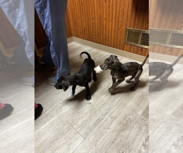 Medium Photo #12 Great Dane Puppy For Sale in ALIQUIPPA, PA, USA