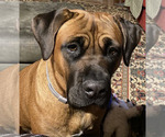 Small Photo #1 Boerboel-Cane Corso Mix Puppy For Sale in MARION, OH, USA
