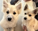 Small Photo #106 Pomsky Puppy For Sale in LOVELAND, CO, USA