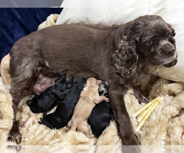 Medium Photo #1 Cocker Spaniel-Sheepadoodle Mix Puppy For Sale in SAMMAMISH, WA, USA