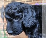 Small #7 Aussiedoodle