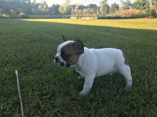 French Bulldog Puppy for sale in STILLWATER, MN, USA