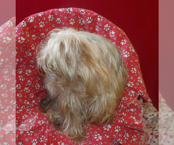 Medium Photo #3 Yorkshire Terrier Puppy For Sale in PATERSON, NJ, USA