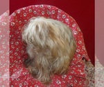 Small #2 Yorkshire Terrier