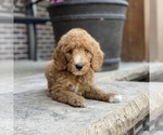 Small Photo #2 Poodle (Standard) Puppy For Sale in WOLCOTT, IN, USA