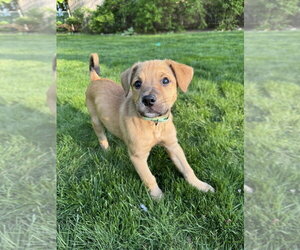 Mutt Dogs for adoption in Brewster, NY, USA