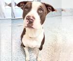 Small #1 Labrador Retriever Mix