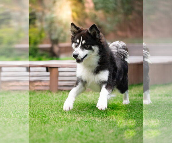 Medium Photo #2 Siberian Husky-Unknown Mix Puppy For Sale in Woodbury, NY, USA