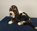 Small Photo #4 Basset Hound Puppy For Sale in SODDY DAISY, TN, USA