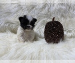 Small Photo #40 Shiranian Puppy For Sale in HAYWARD, CA, USA