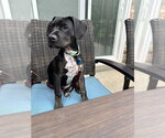 Small #1 Boxer Mix