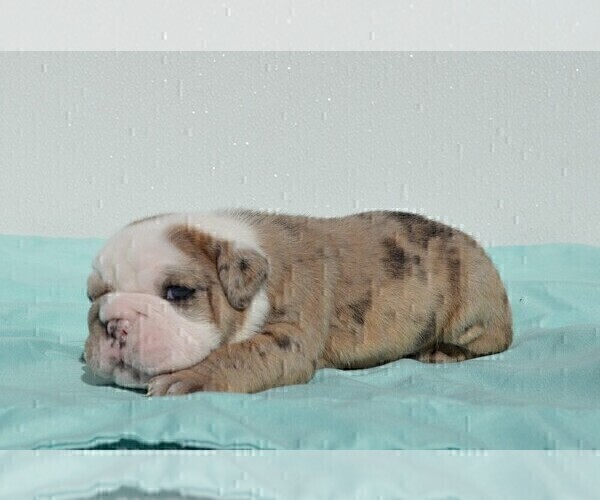 Medium Photo #12 Bulldog Puppy For Sale in STEPHENVILLE, TX, USA