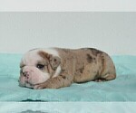 Small Photo #12 Bulldog Puppy For Sale in STEPHENVILLE, TX, USA