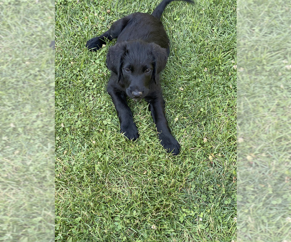 Medium Photo #3 Labradoodle Puppy For Sale in JONES, MI, USA