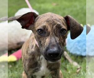 Catahoula Leopard Dog-Unknown Mix Dogs for adoption in Yardley, PA, USA
