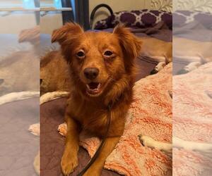 Chihuahua Dogs for adoption in MIDWAY, UT, USA