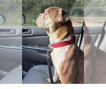 Small Photo #4 Free-Lance Bulldog Puppy For Sale in Southbury, CT, USA