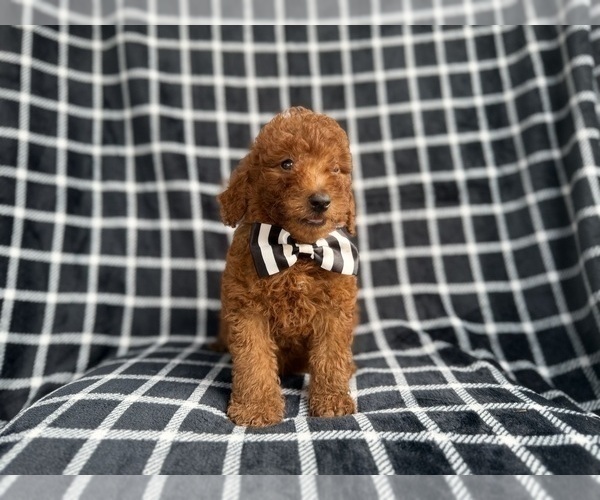 Medium Photo #1 Goldendoodle (Miniature) Puppy For Sale in LAKELAND, FL, USA