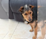 Small Photo #2 Mutt Puppy For Sale in Holly Springs, NC, USA