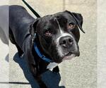 Small #1 Bullboxer Pit